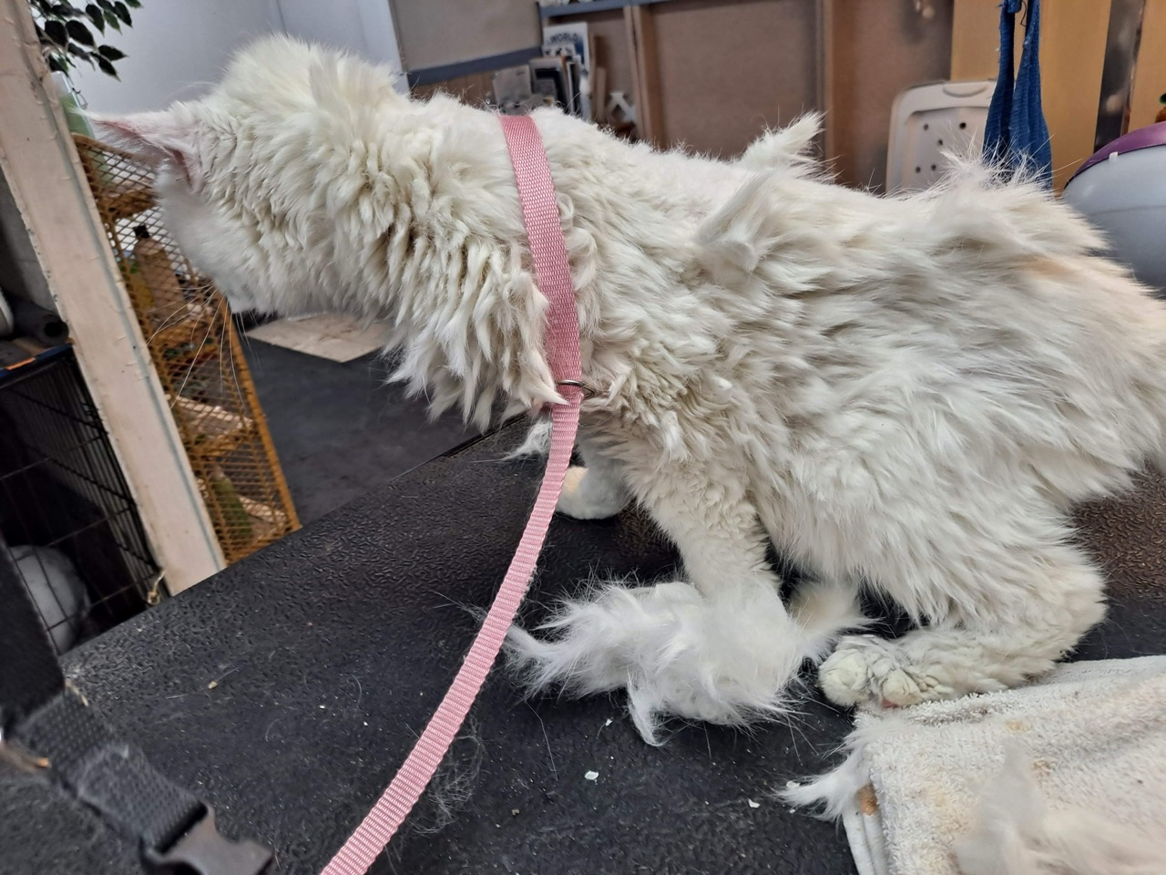 Behavioral Grooming Verona