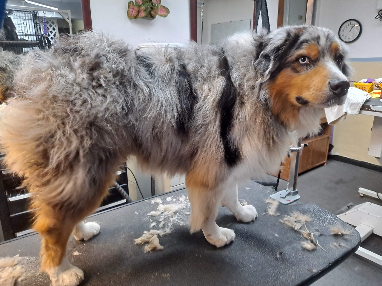 Oakmont Flea Treatment