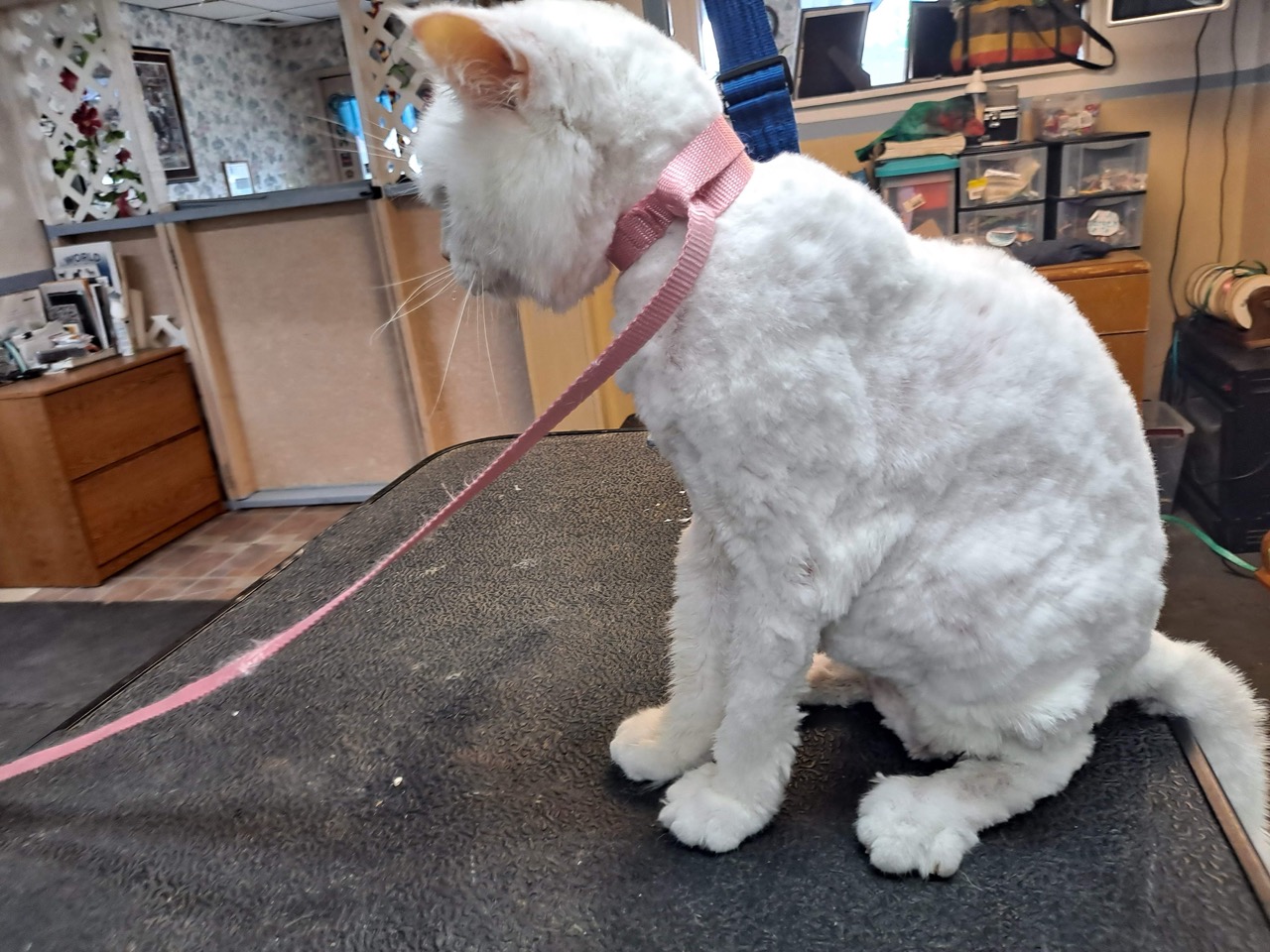 Full Service Grooming