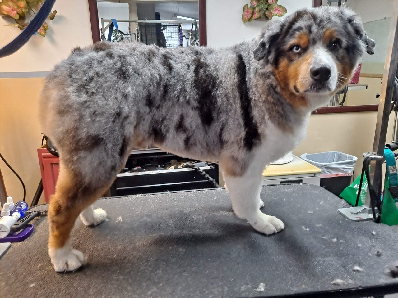  Full Service Grooming