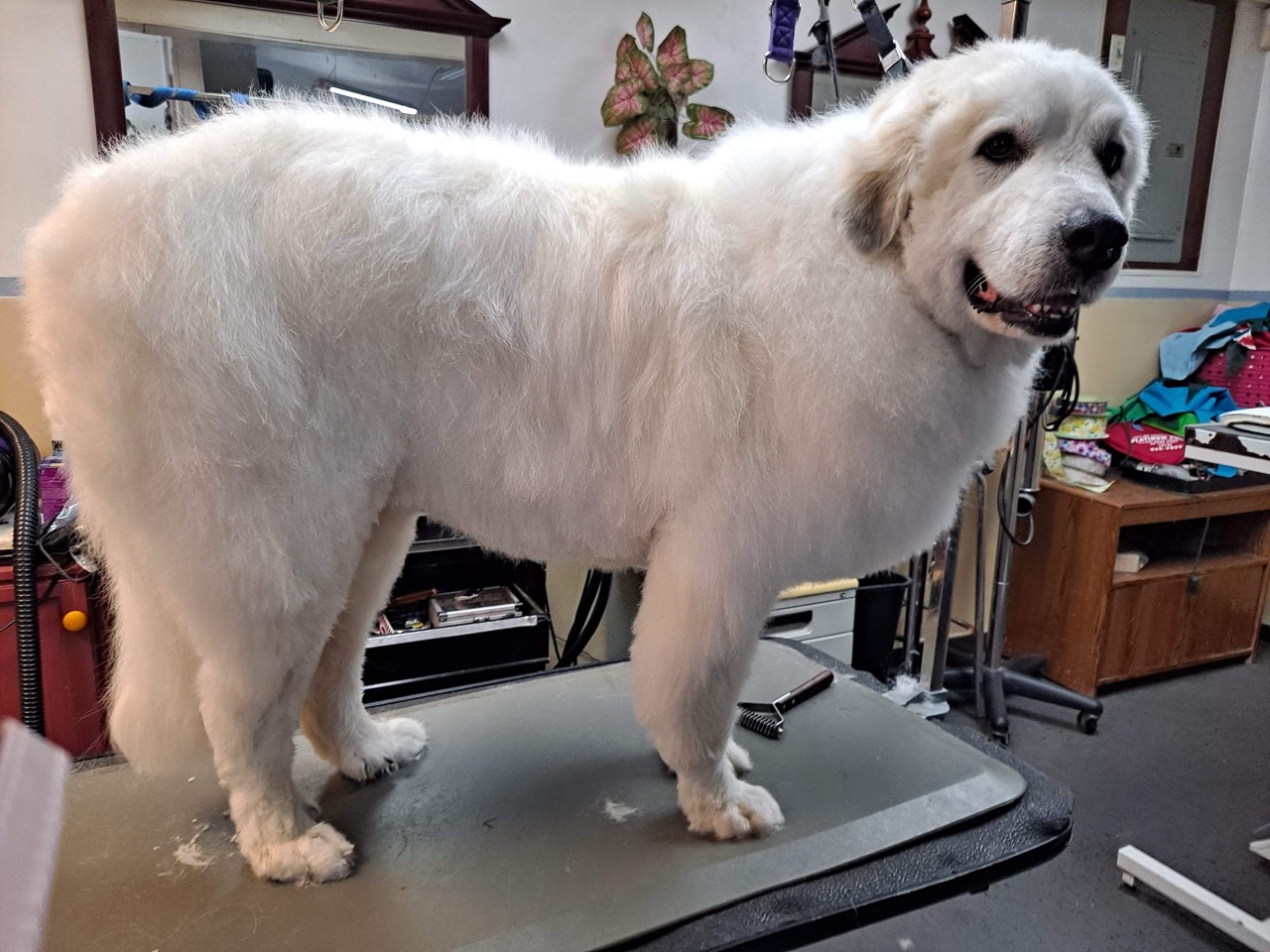 Geriatric Grooming in Verona