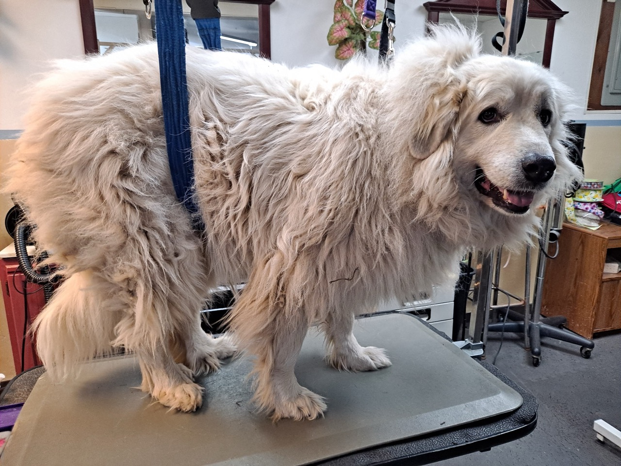 Nails & Anal Glands Verona