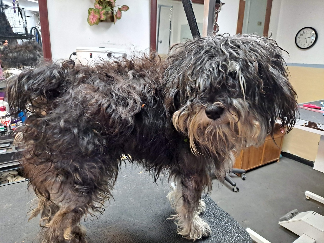 Behavioral Grooming in Verona