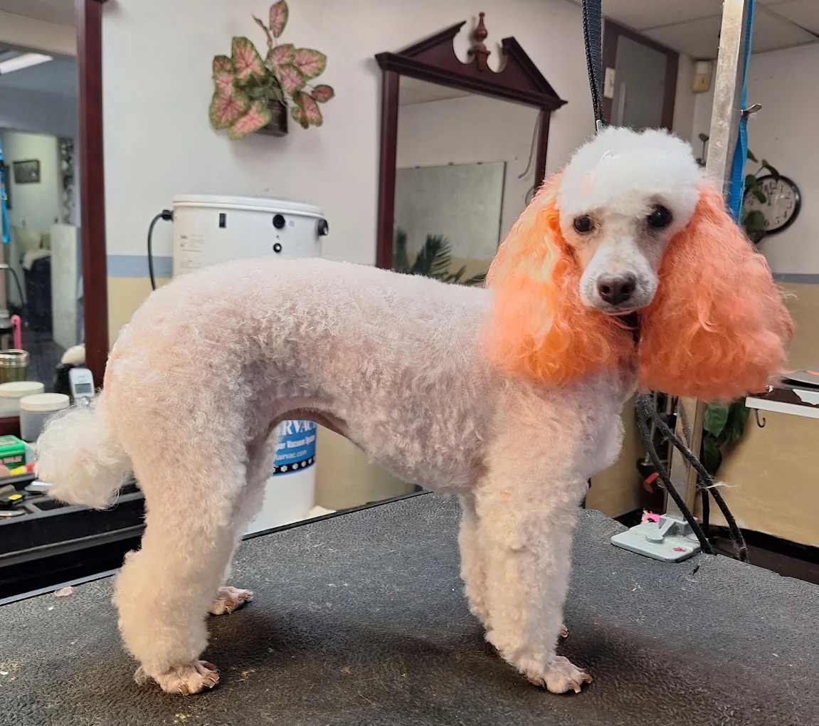  Full Service Grooming