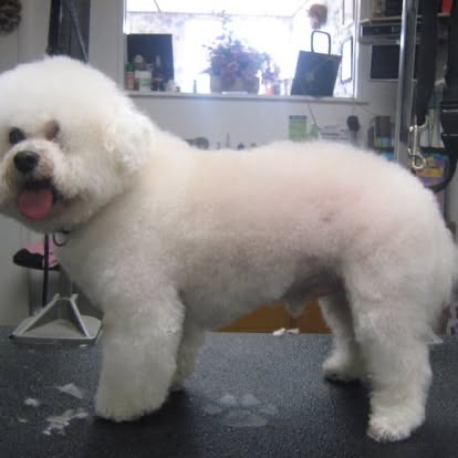 Handstripping & Carding