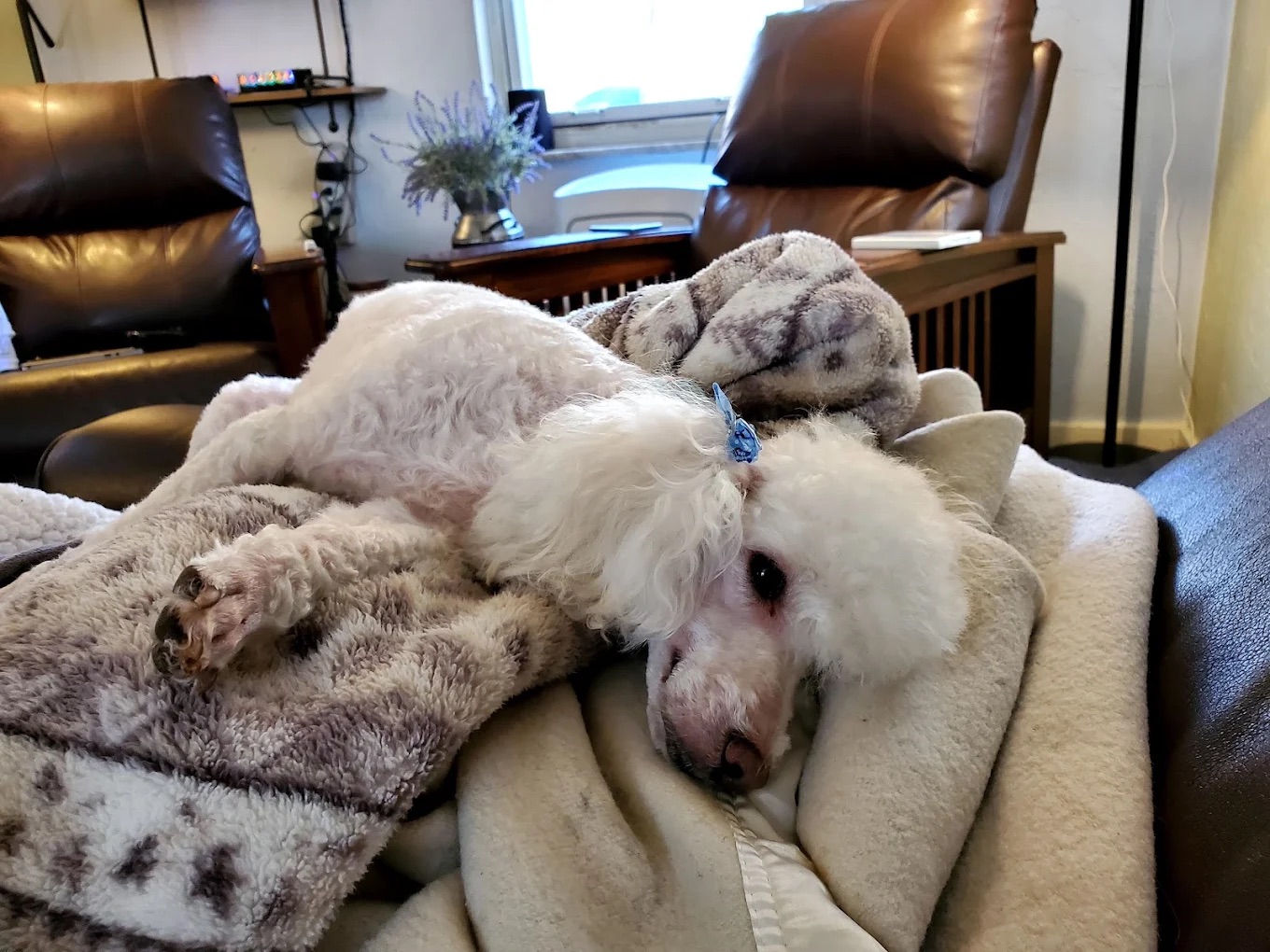  Full Service Grooming