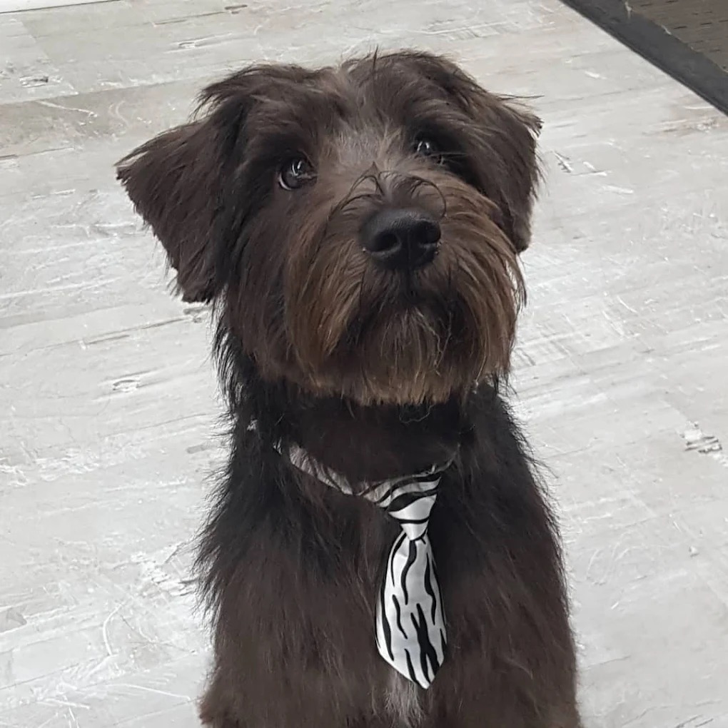  Full Service Grooming