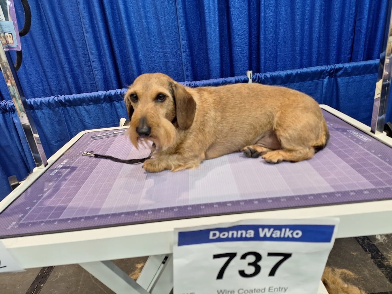 Shadyside Full Service Grooming