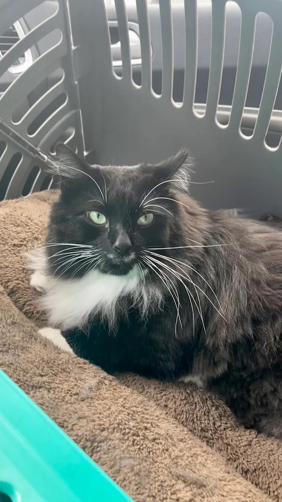 Oakmont Geriatric Grooming