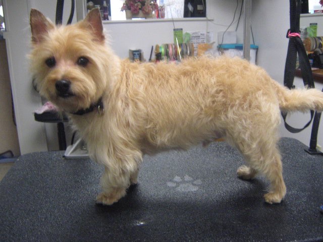 New Kensington Full Service Grooming