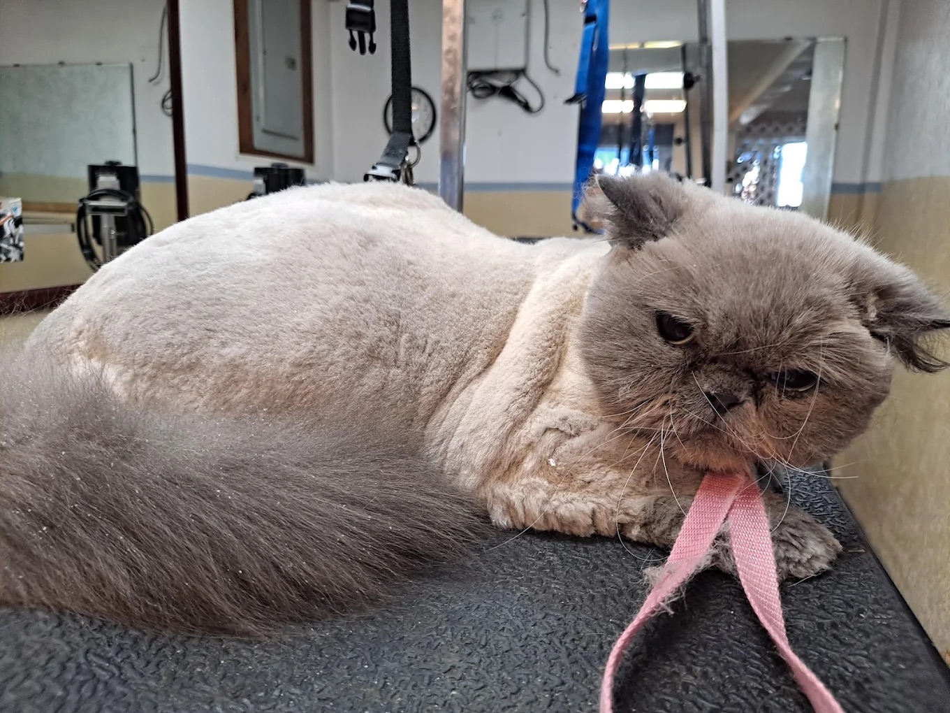 Oakmont Full Service Grooming