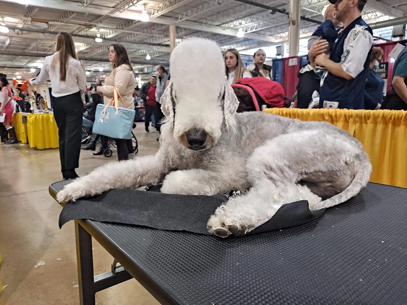 Full Service Grooming