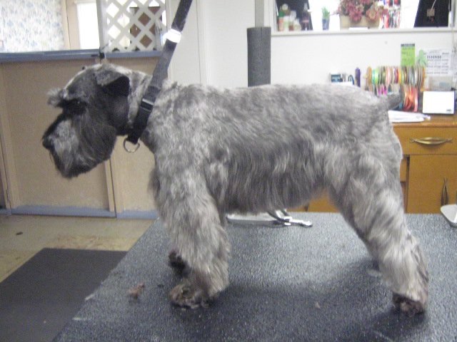  Full Service Grooming