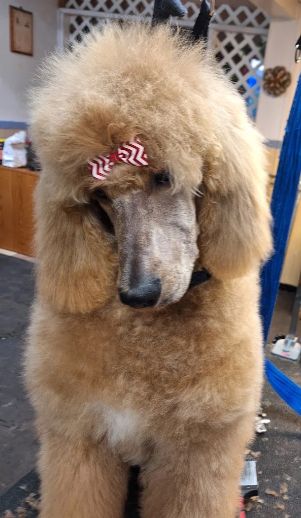 Full Service Grooming