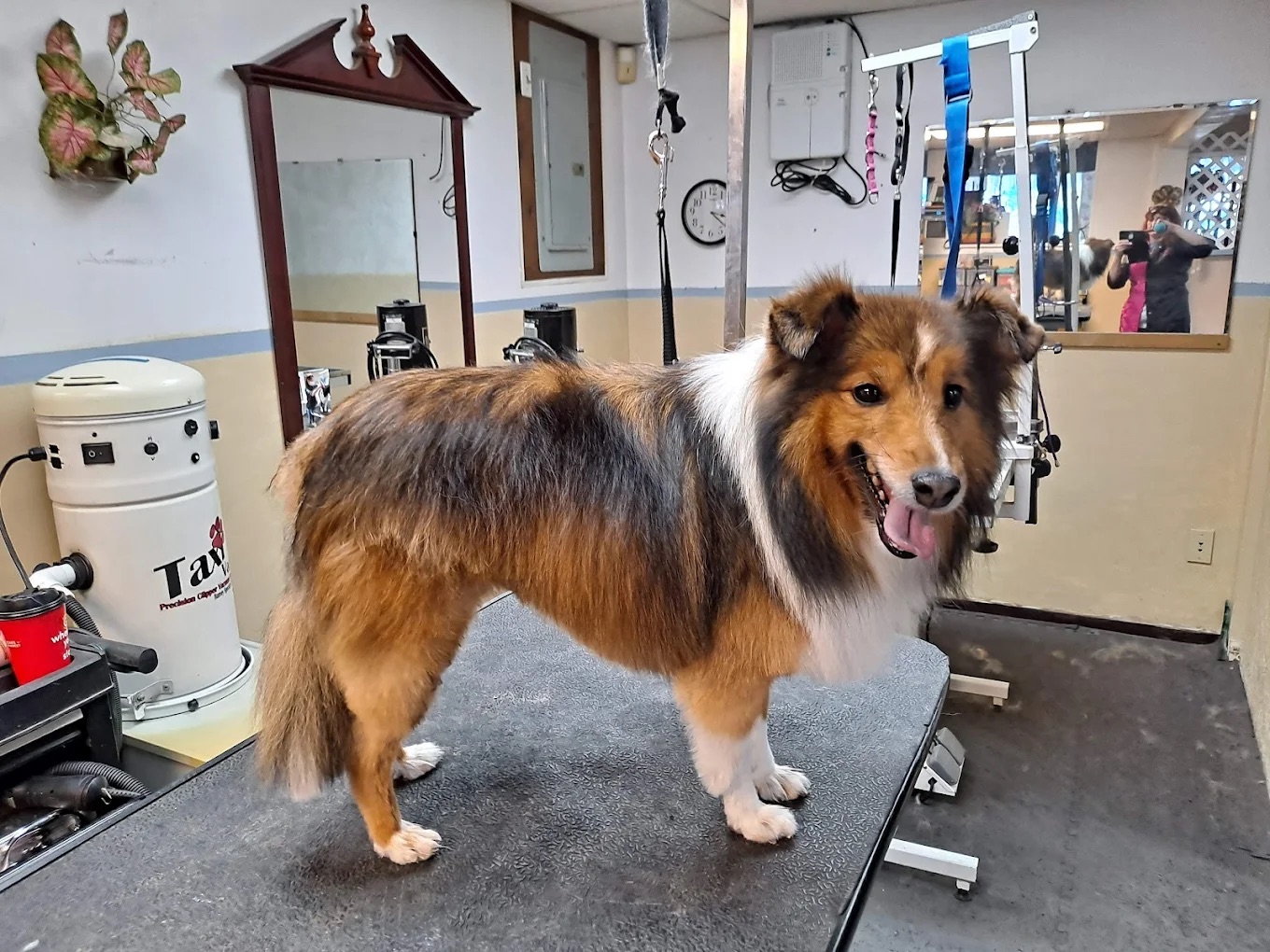 Oakmont Full Service Grooming