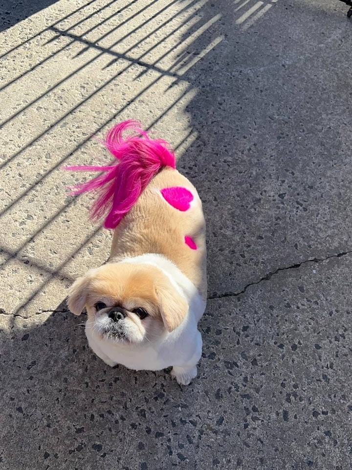  Full Service Grooming