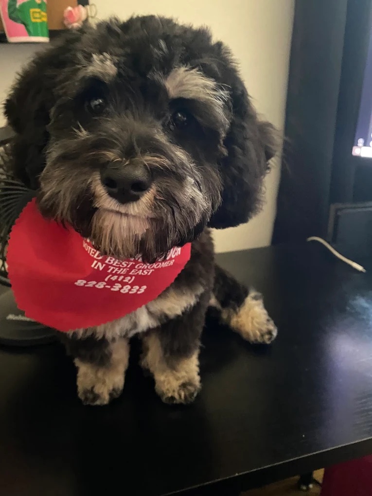  Handstripping & Carding