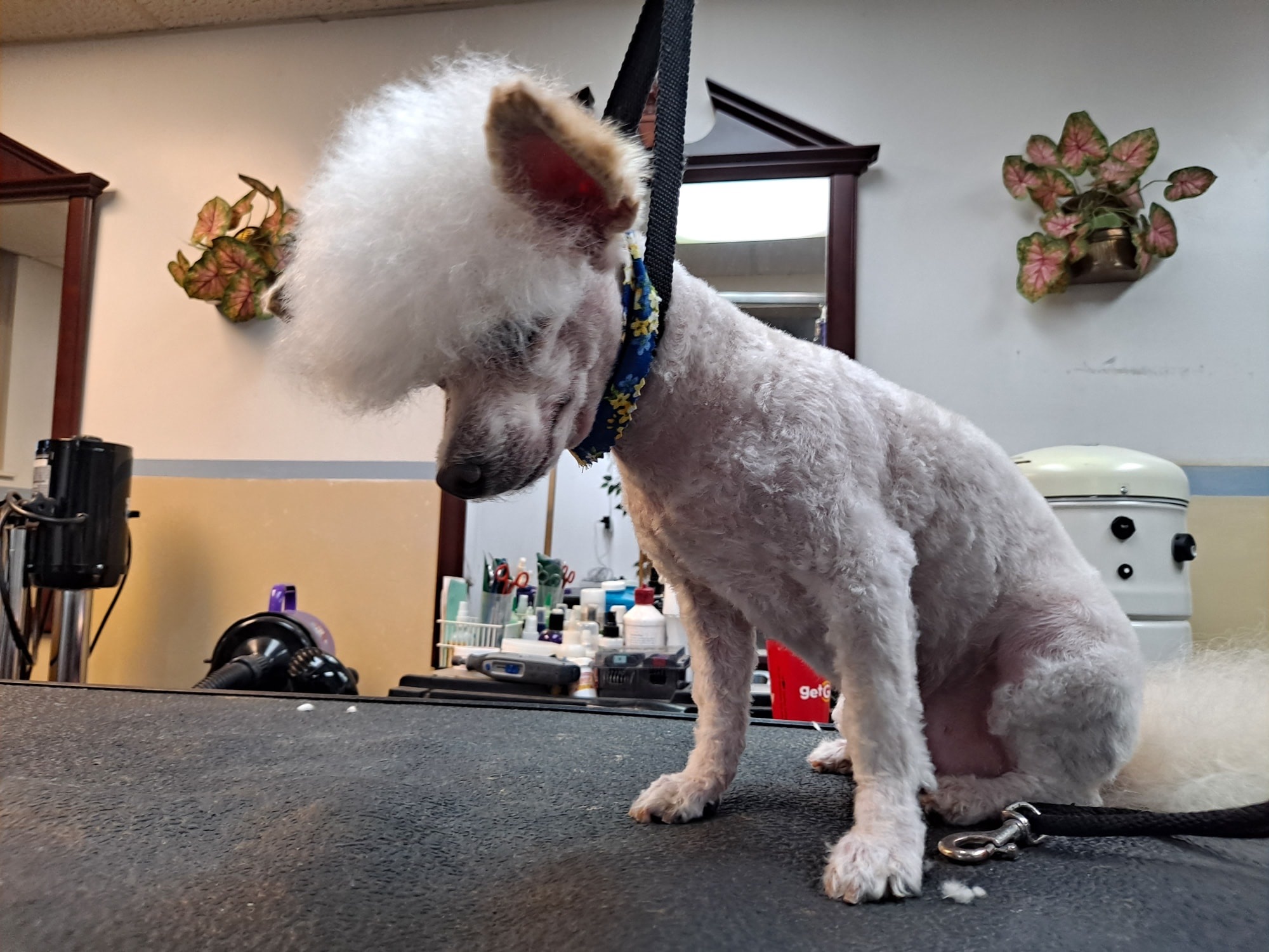 Verona Full Service Grooming