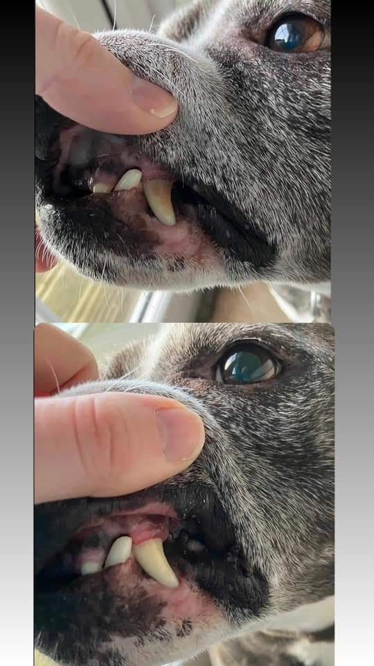 Full Service Grooming