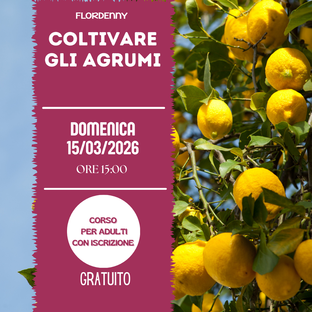 Le salamoie di erbe aromatiche