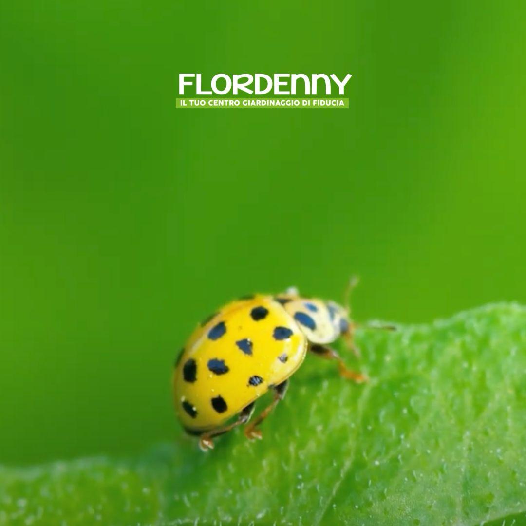 Yankee Candle - Sage & Citrus