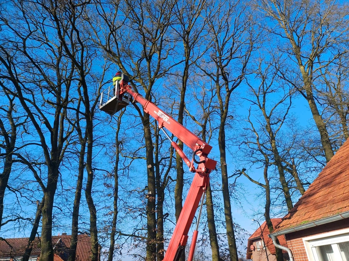 Baumarbeiten Werner Hollmann in Barßel