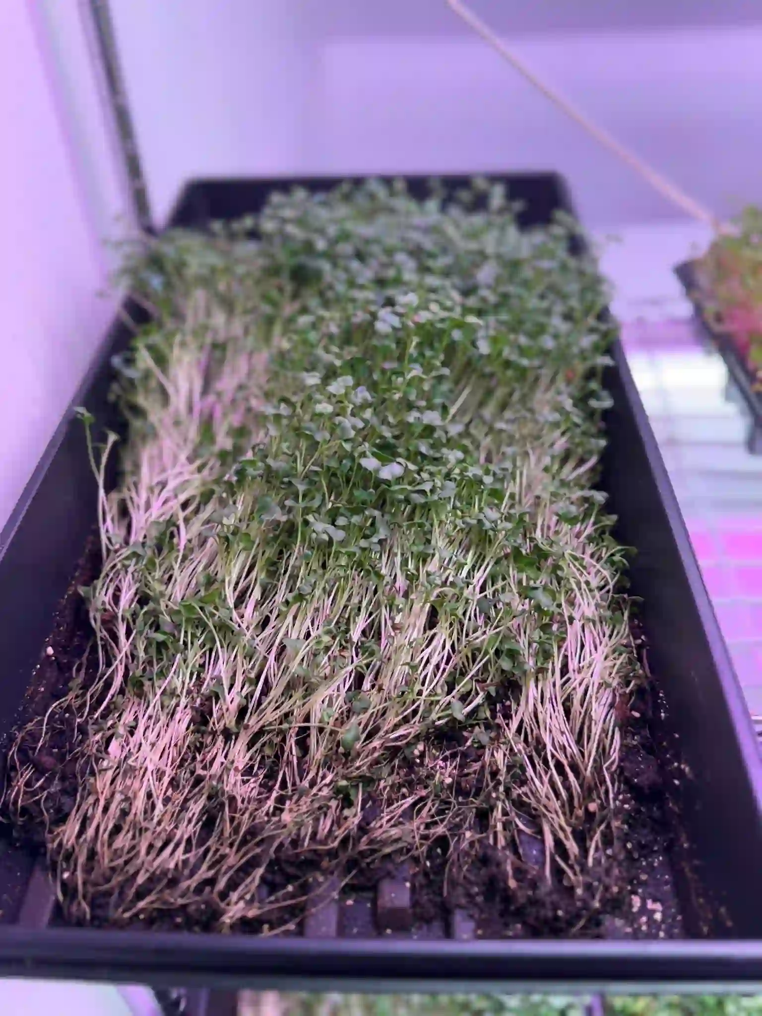 Valaptie Micro Produce gallery photo 7