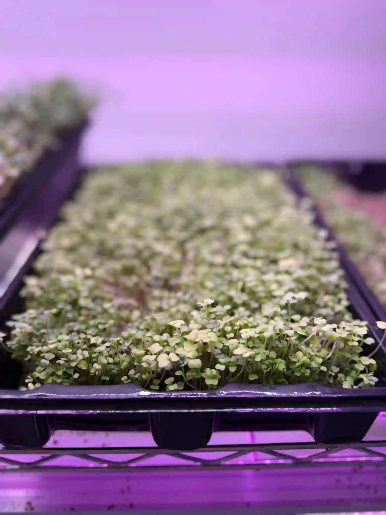 Valaptie Micro Produce gallery photo 9