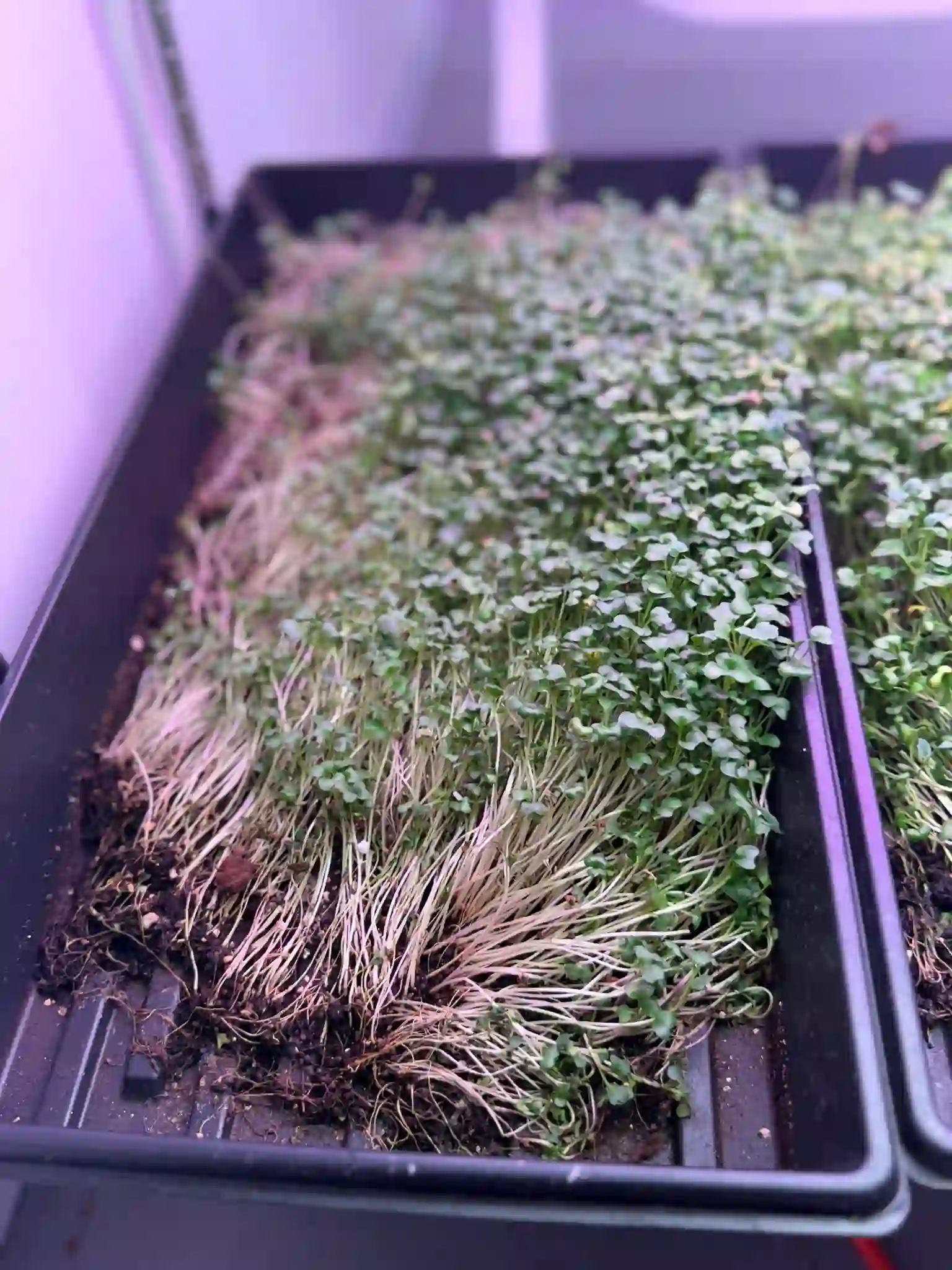 Valaptie Micro Produce gallery photo 6