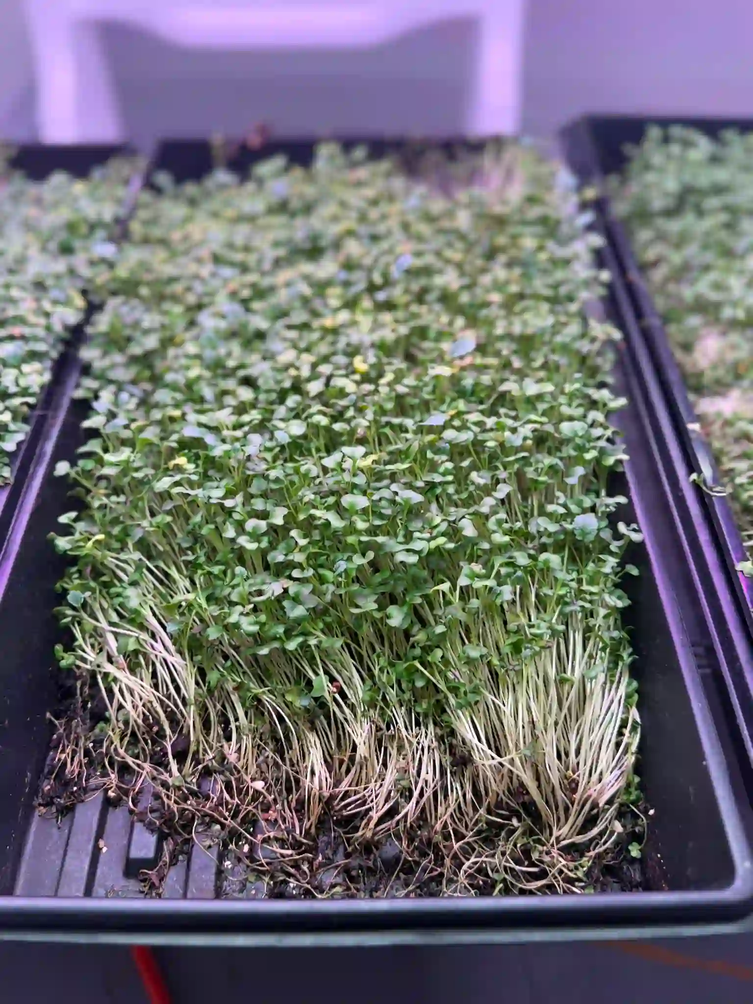 Valaptie Micro Produce gallery photo 8