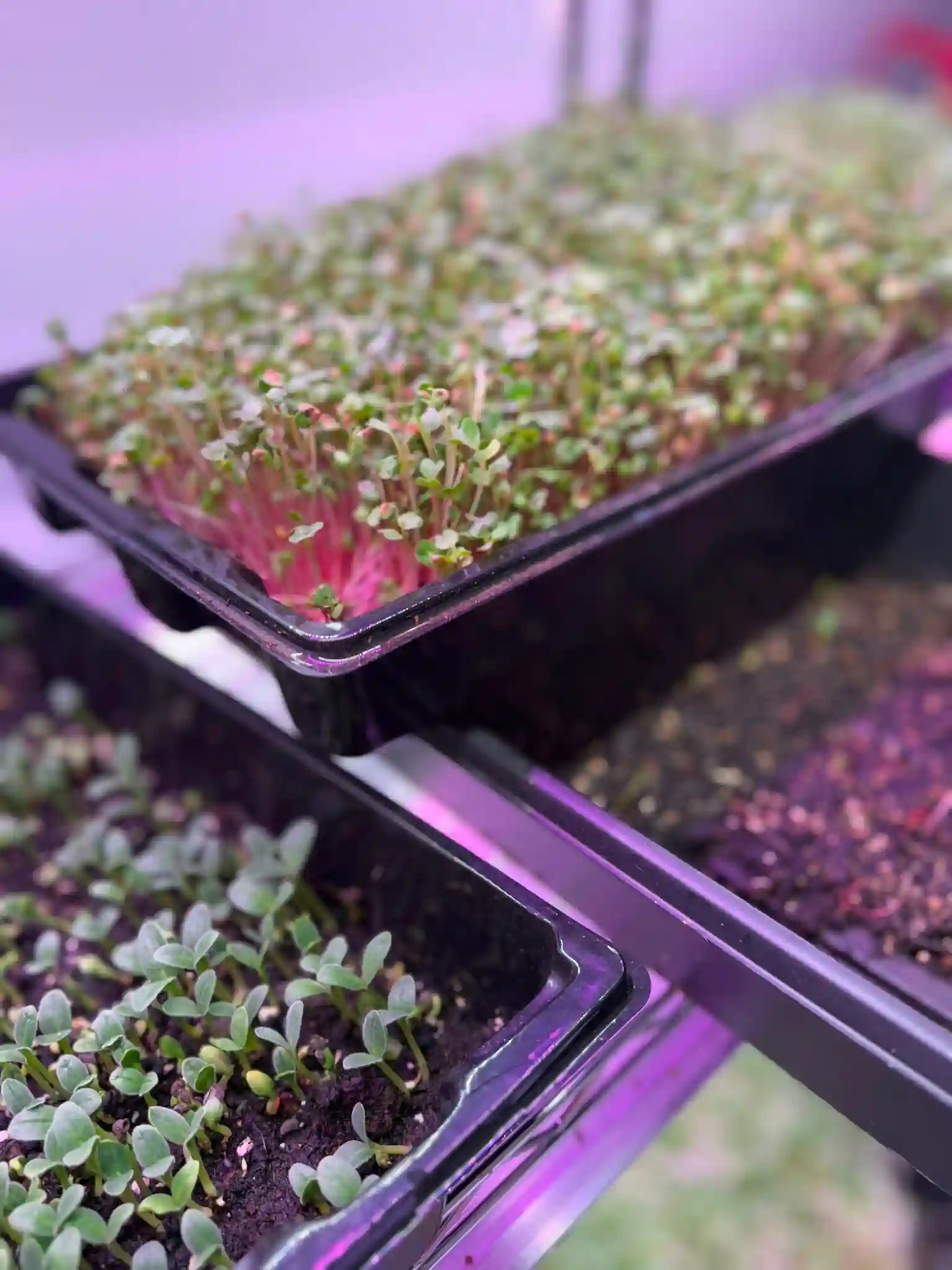 Valaptie Micro Produce gallery photo 4