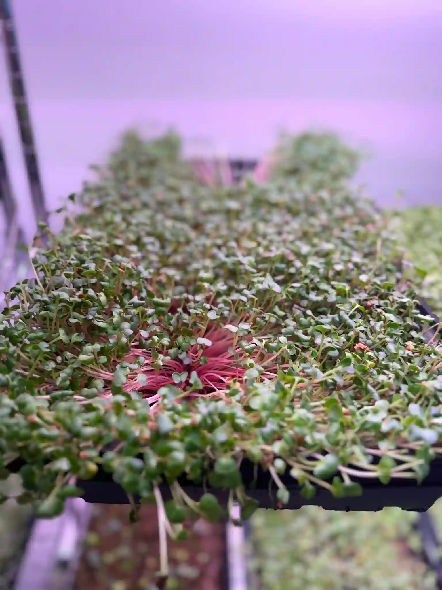 Valaptie Micro Produce gallery photo 3