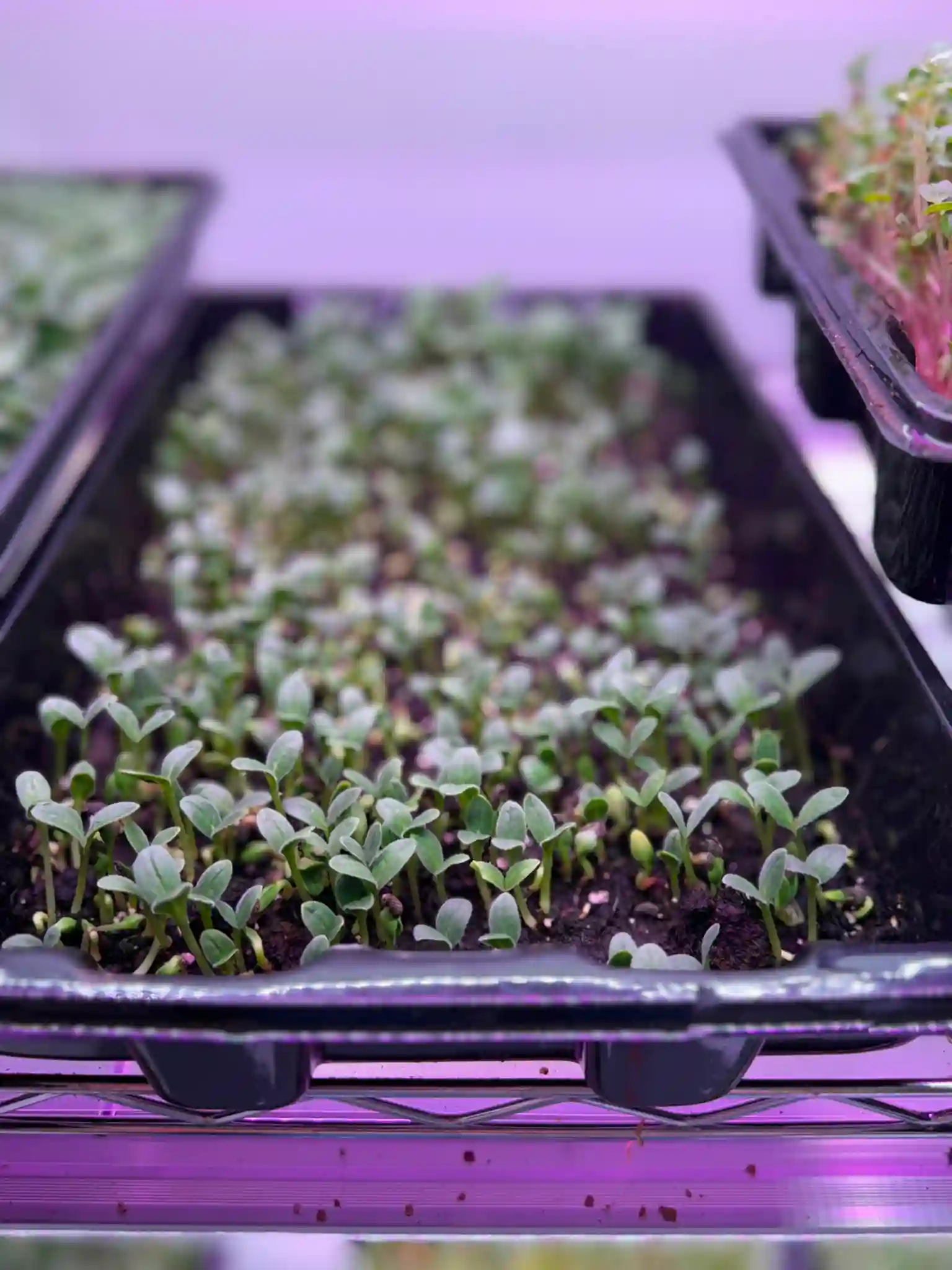 Valaptie Micro Produce gallery photo 2