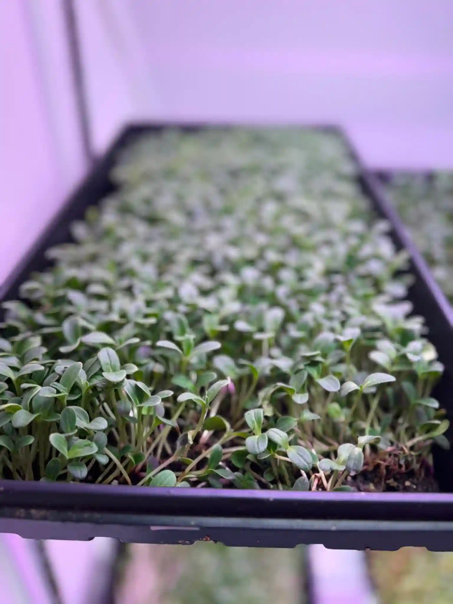 Valaptie Micro Produce gallery photo 12
