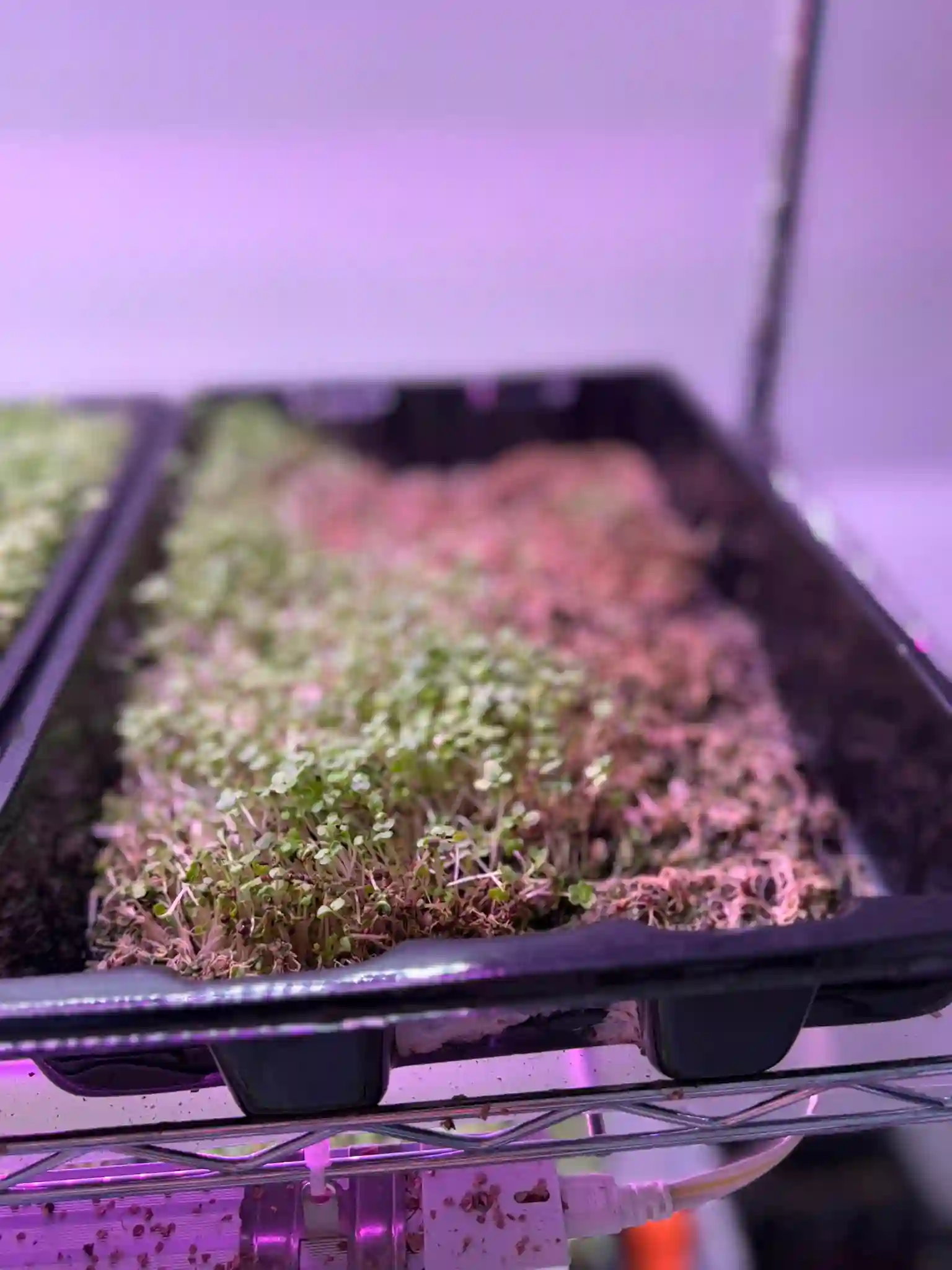 Valaptie Micro Produce gallery photo 11