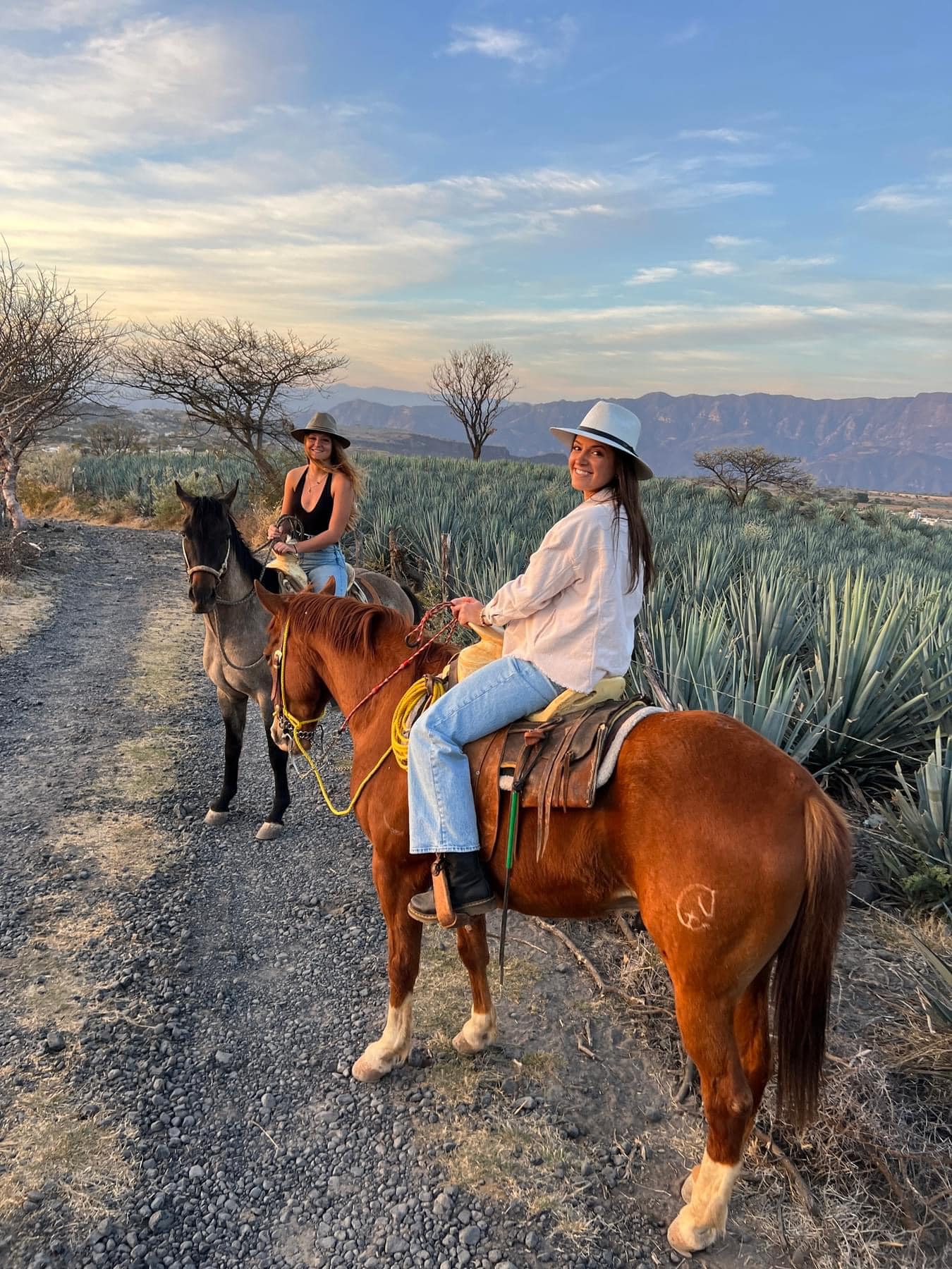 Tequila Mastermind