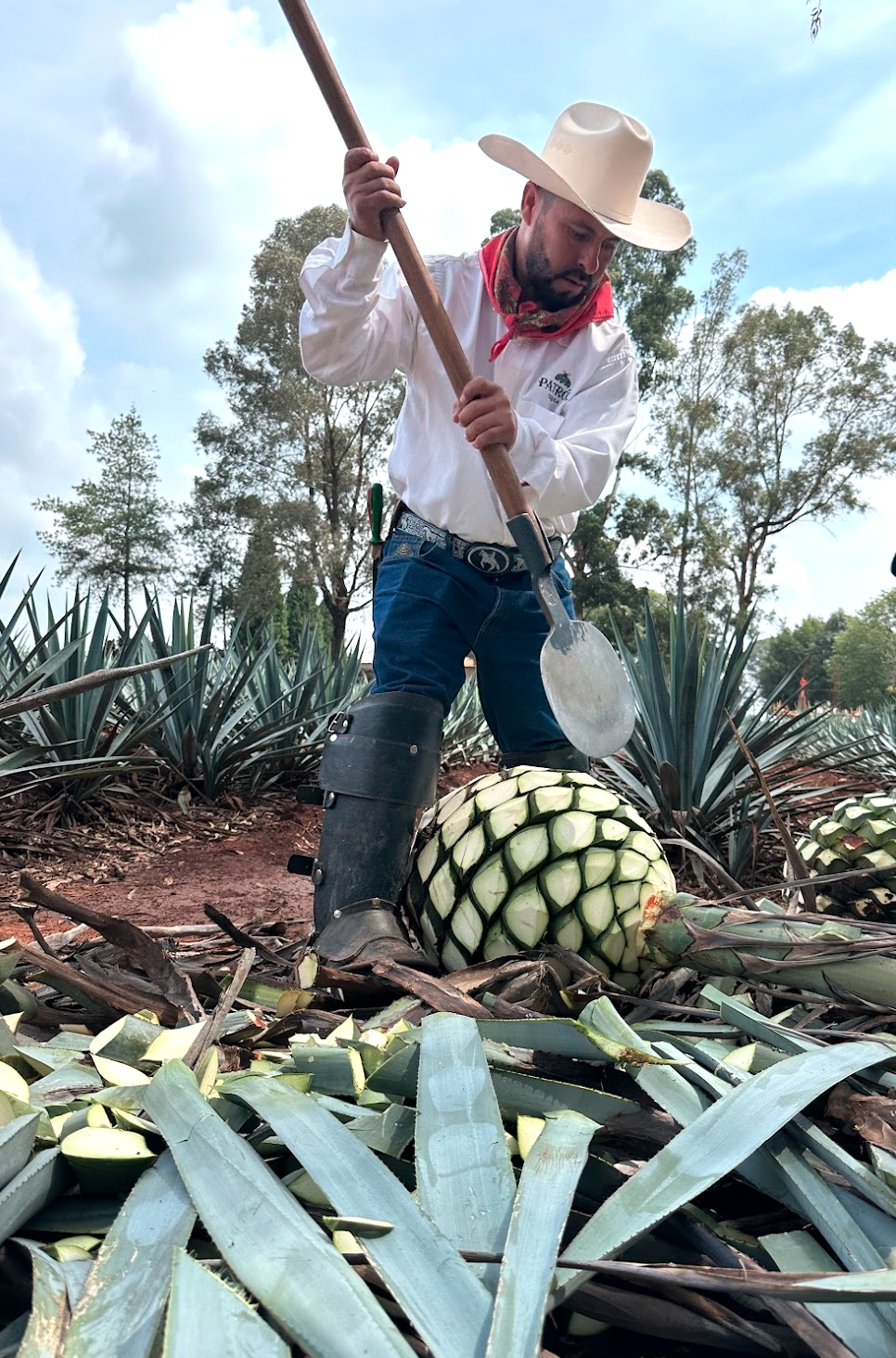 Tequila Mastermind