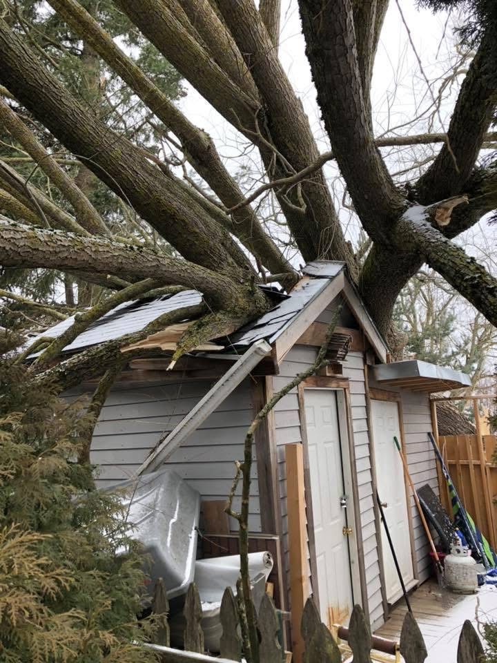 Storm response — tree removal and roof tarp on a Whatcom County home