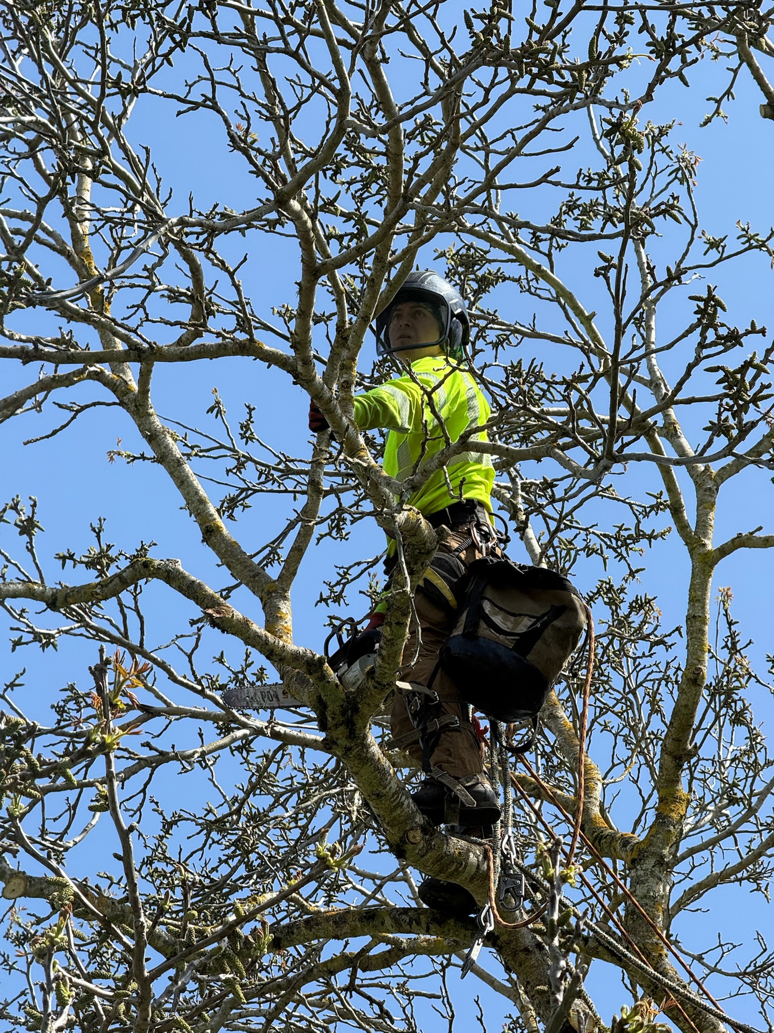 Tree trimming