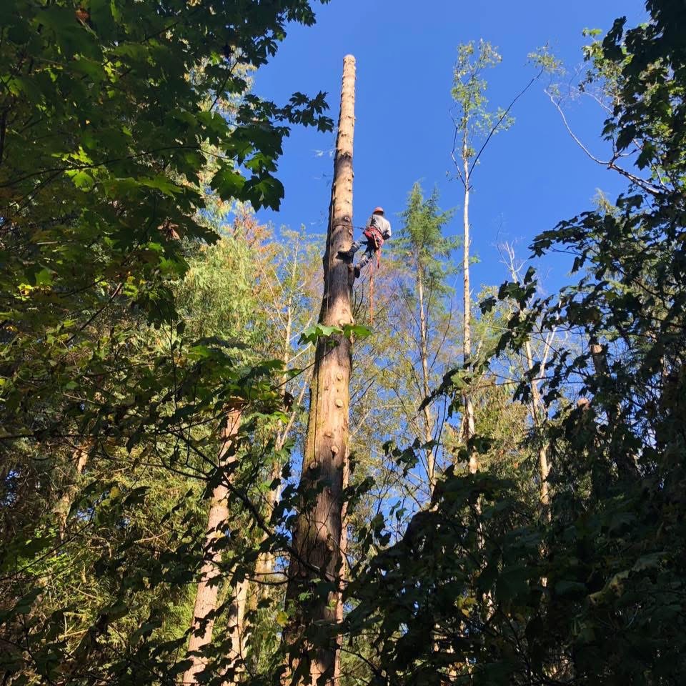 Tree removal