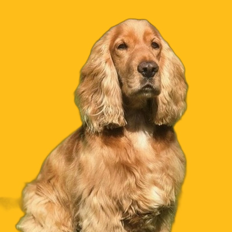 Bobby, el cocker spaniel de Aleix