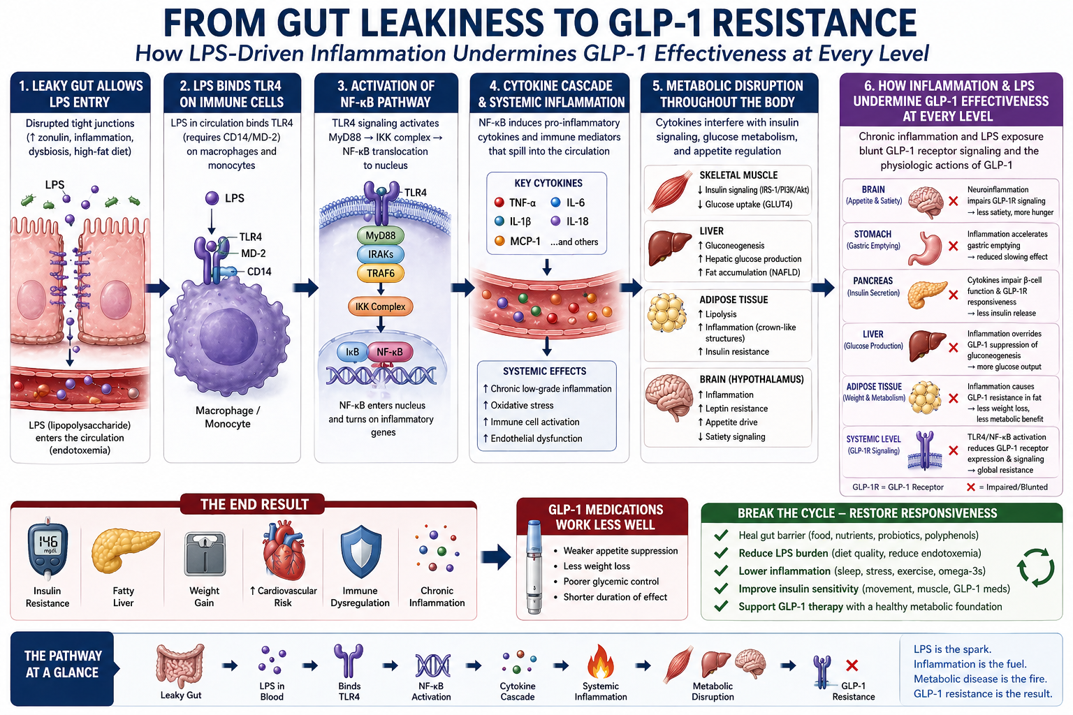 Figure 1: From Gut Leakiness to Metabolic Resistance
