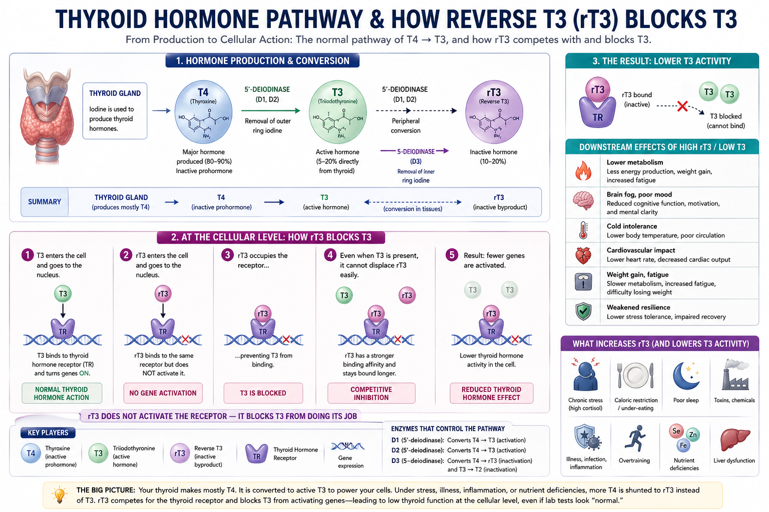 Figure 2: Thyroid Hormone Pathway and How Reverse T3 (rT3) Blocks T3