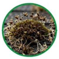 Moss and lichen starting to die