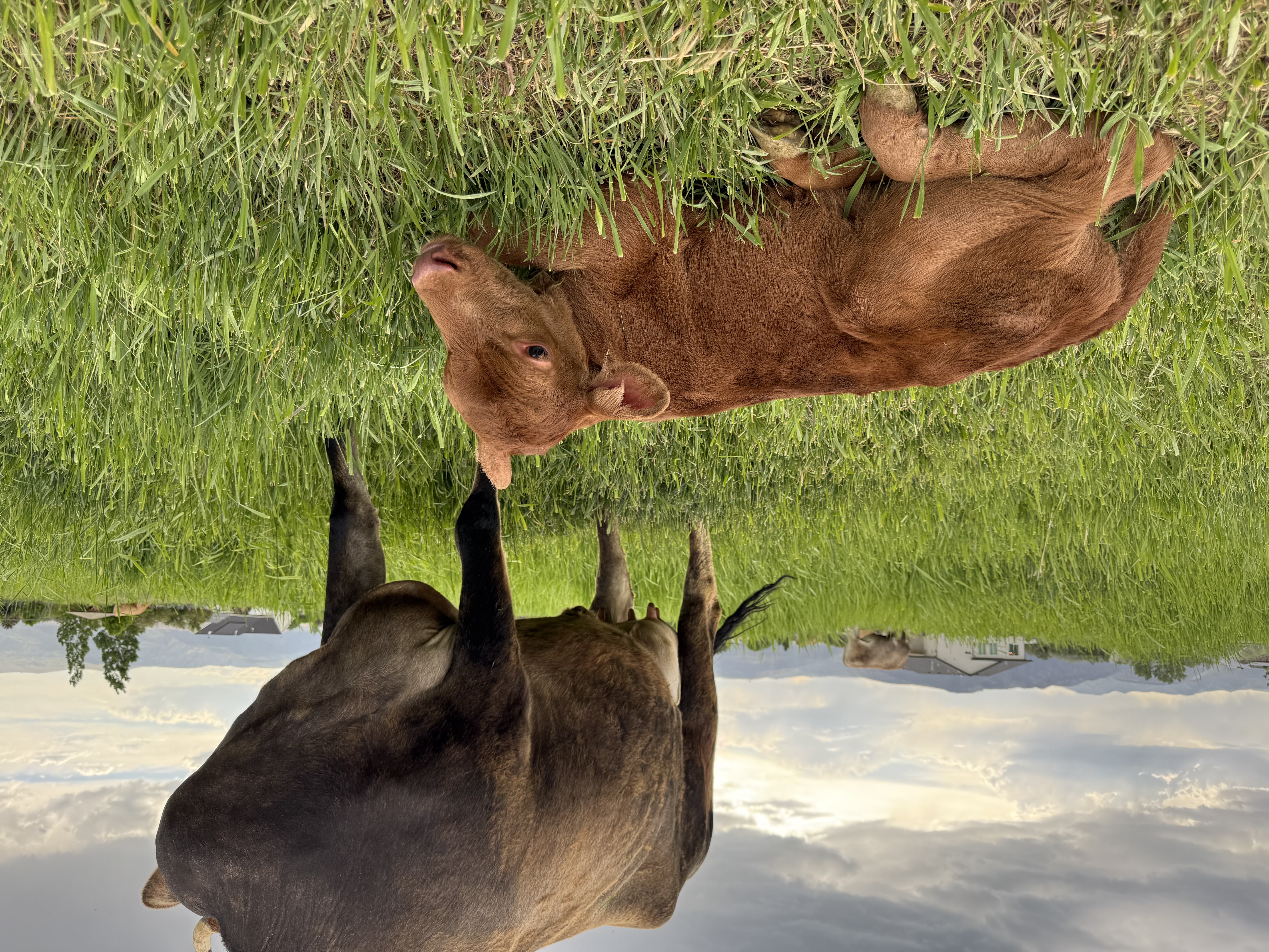 Buttercup and her calf at Hygge Dairy Farm, Spring City, Utah