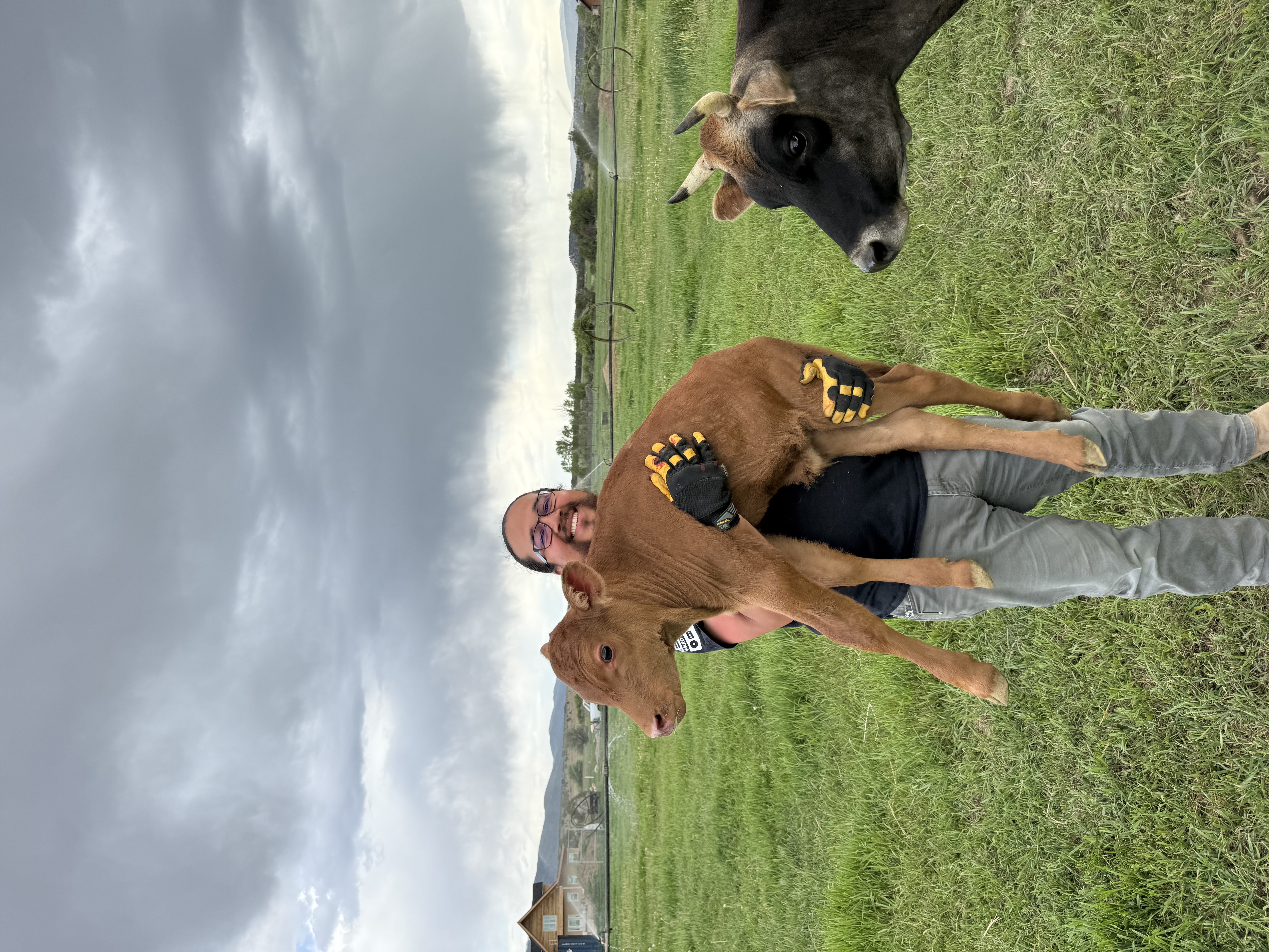 Brill with Buttercup's new calf at Hygge Dairy Farm