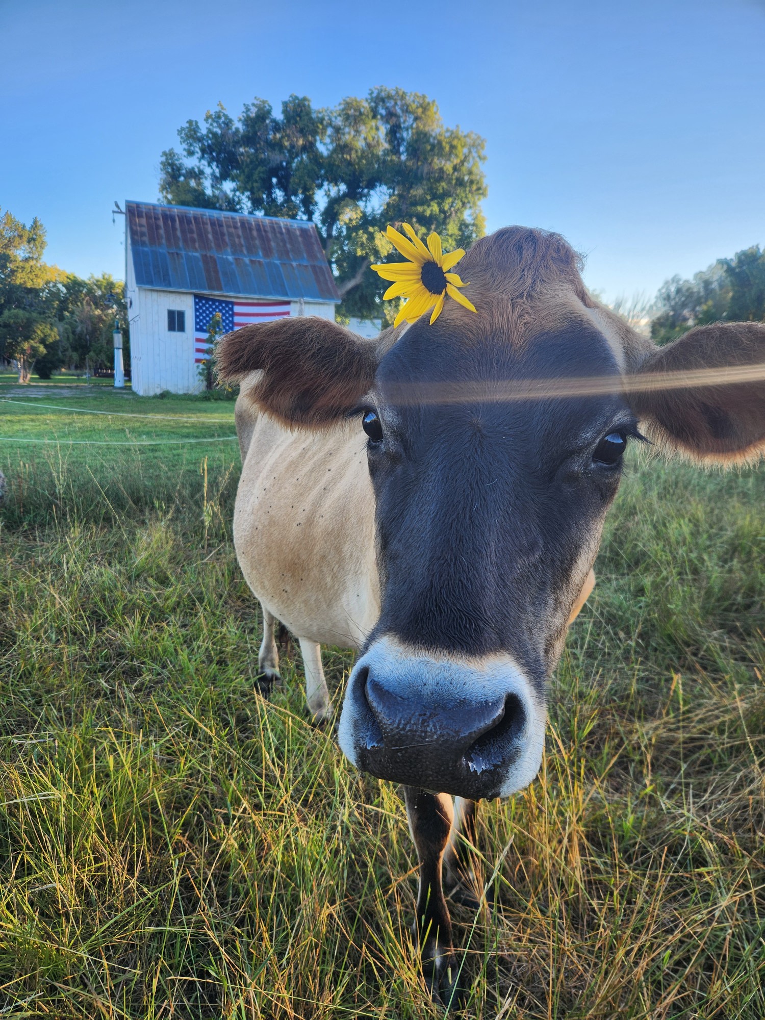 Lemon Drop at Hygge Dairy Farm, Spring City, Utah