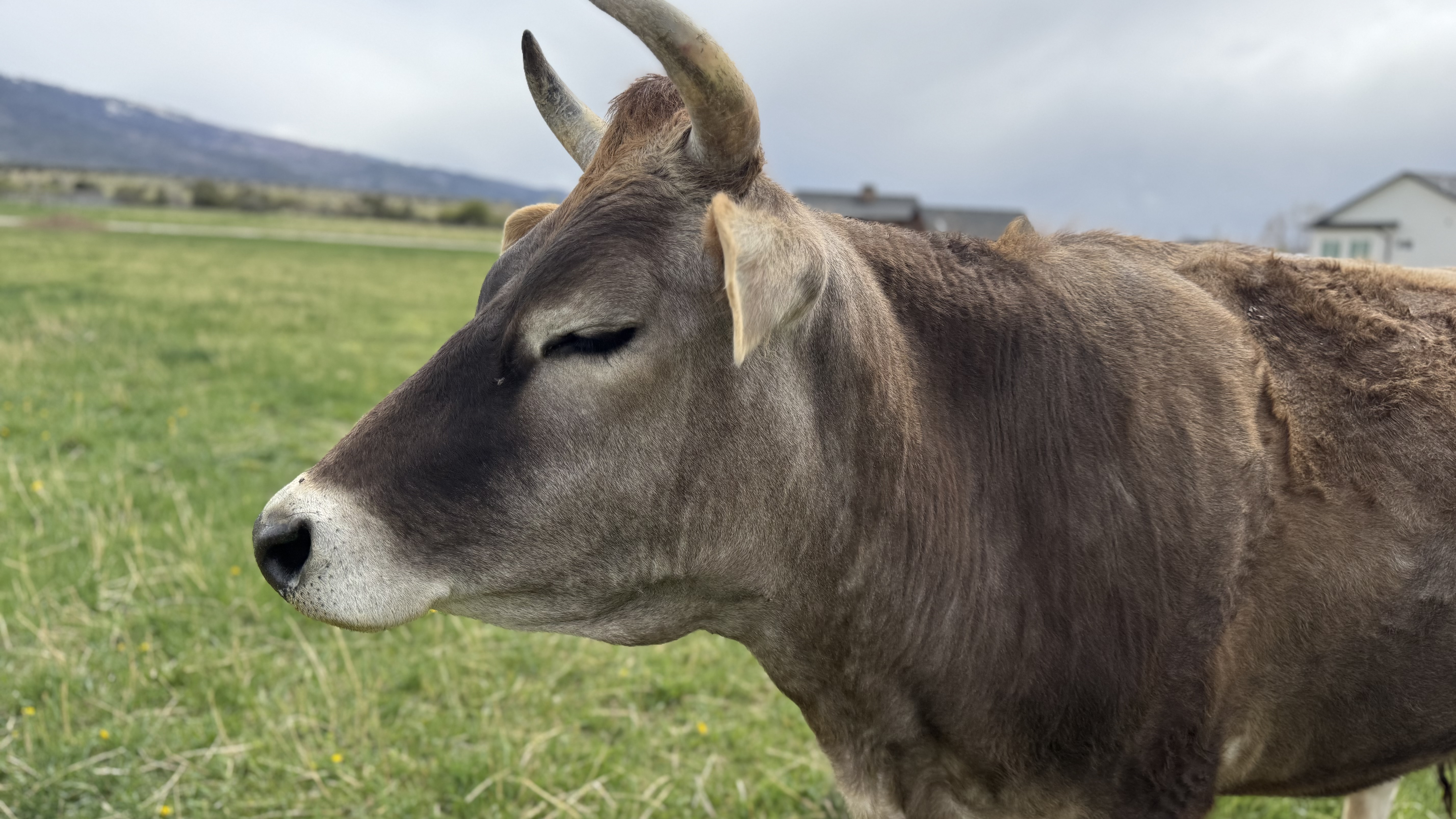 Nutty Buddy, the resident steer at Hygge Dairy Farm