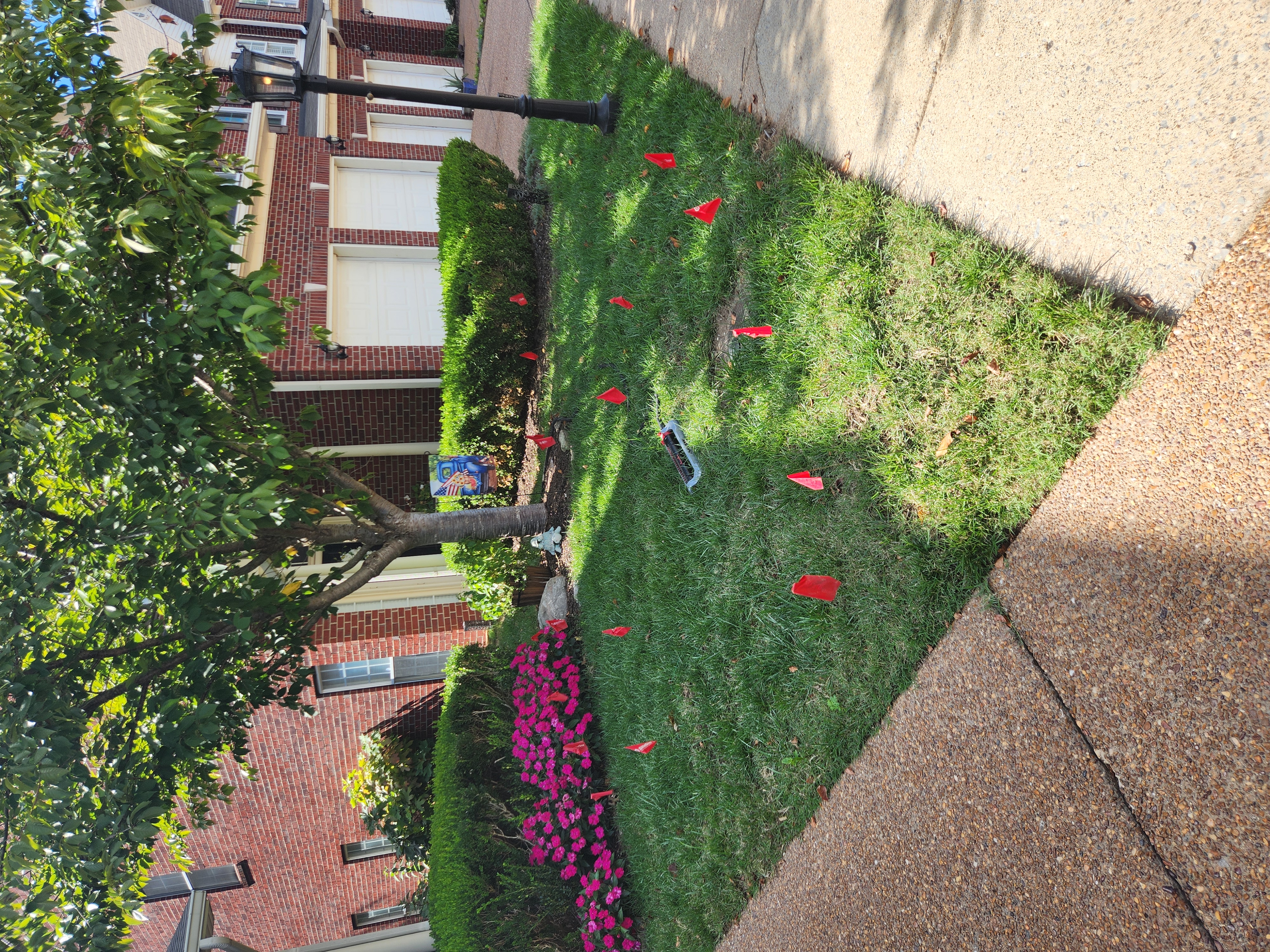 Professional mole trap set in active tunnel by Ogden Mole Control