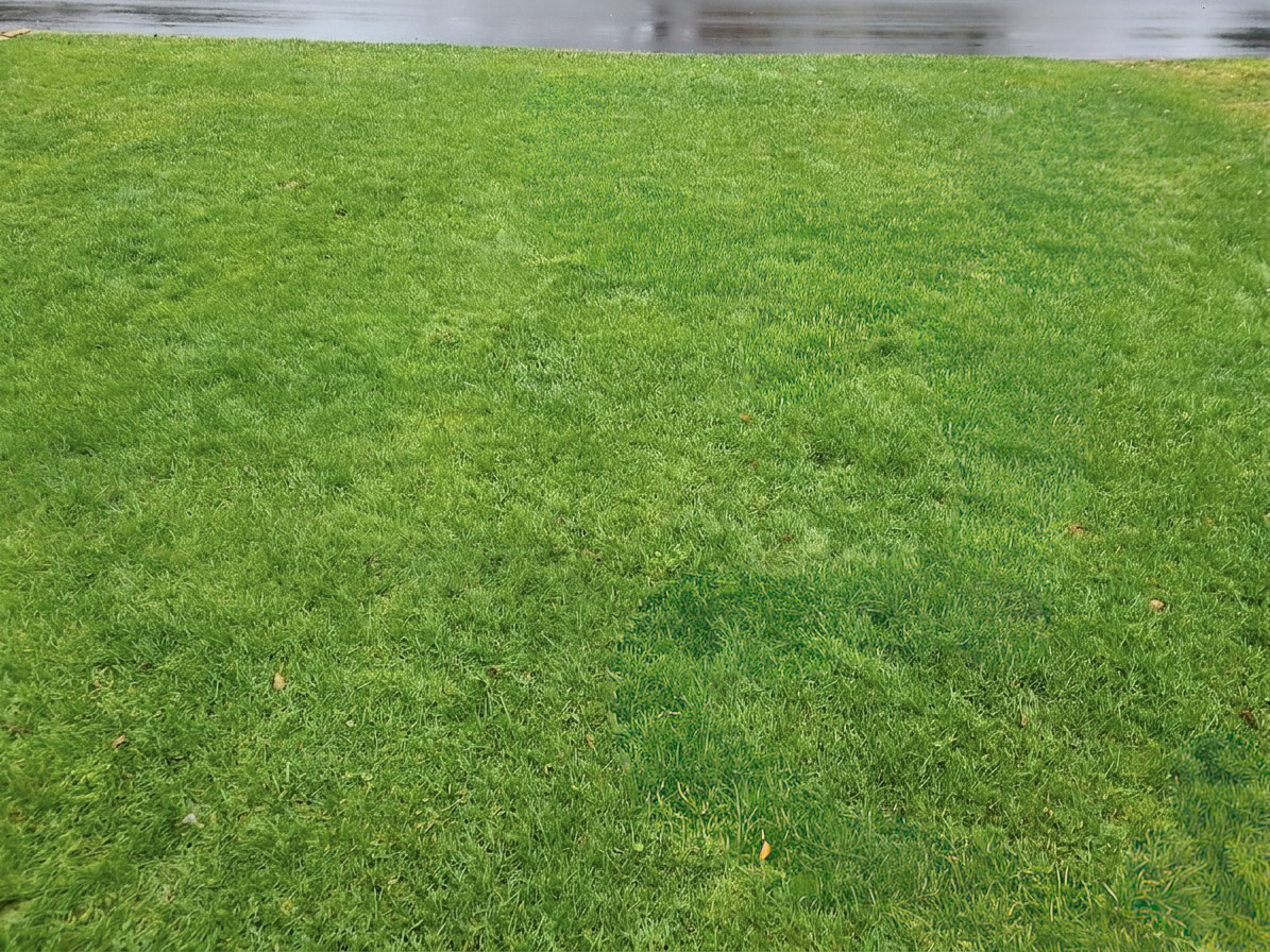 Yard after Ogden Mole Control trapping - healthy lawn restored